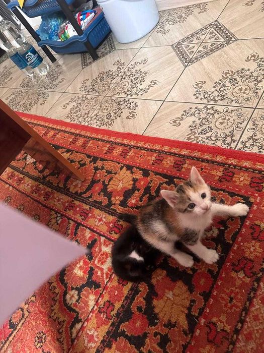 Котята, отдам в хорошие руки