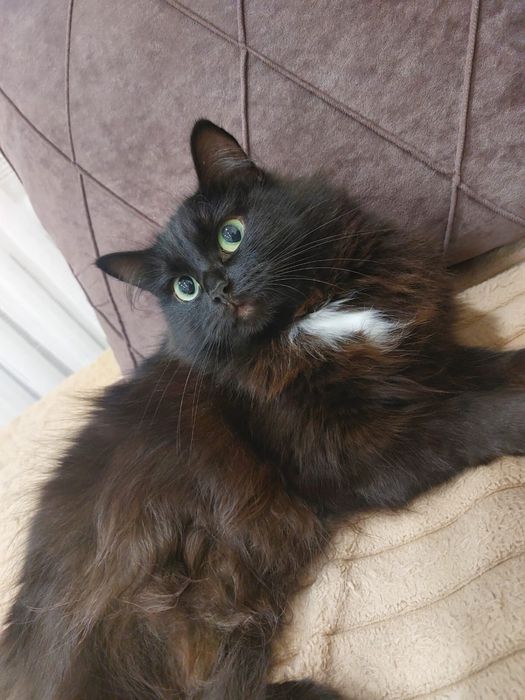 Отдам добрые руки