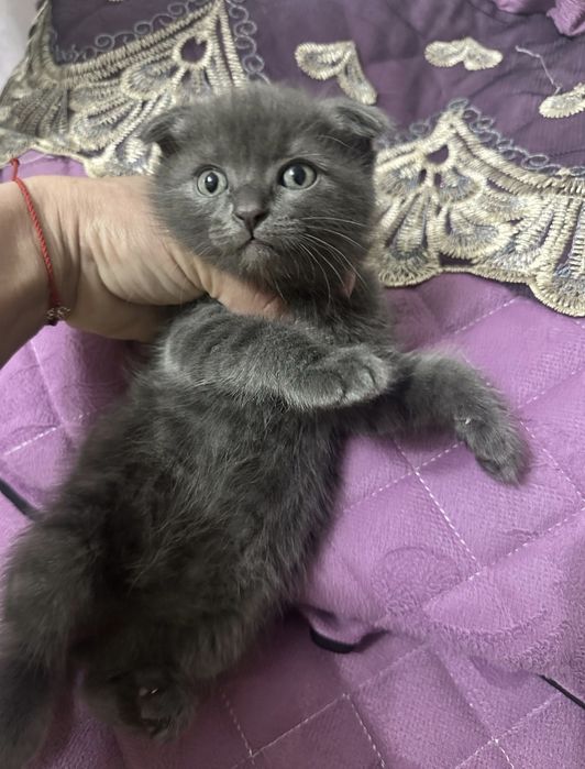 Британские котята