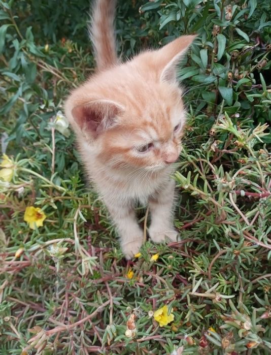 Бесплатно котят в добрые руки