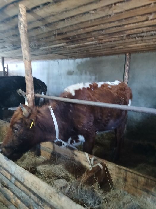 Продам стельную корову со вторым отелом