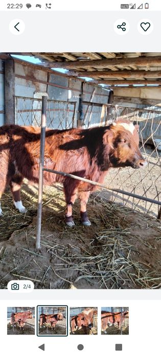 Сатылады... еркек