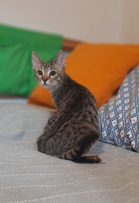 Котарачето Вито на 4 месеца търси дом