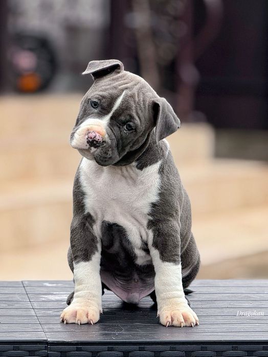 Amstaff rasă pură cu pedigree