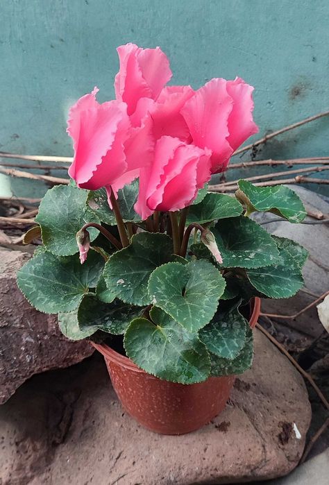 Цикламен продается