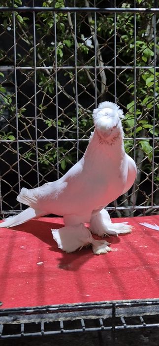 Голуб гулбадаммм