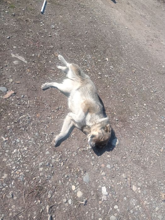 Отдаем руки щенок девочка найдёныш