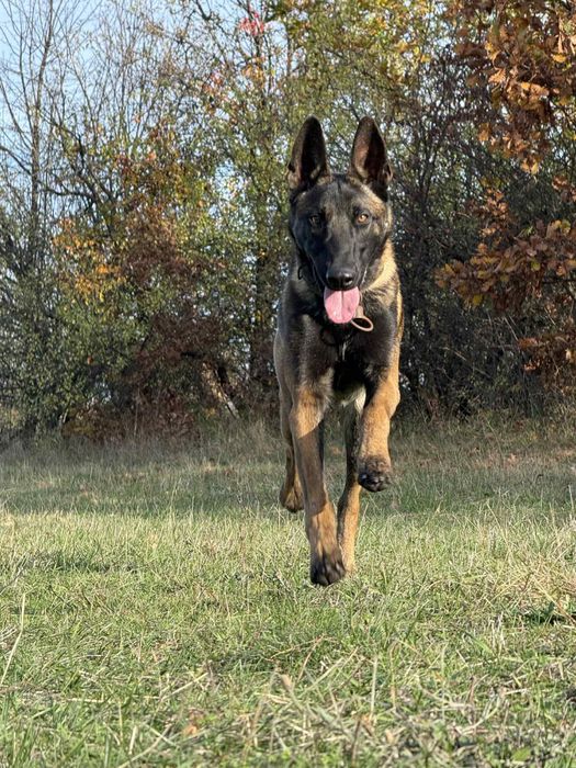 Белгийска овчарка