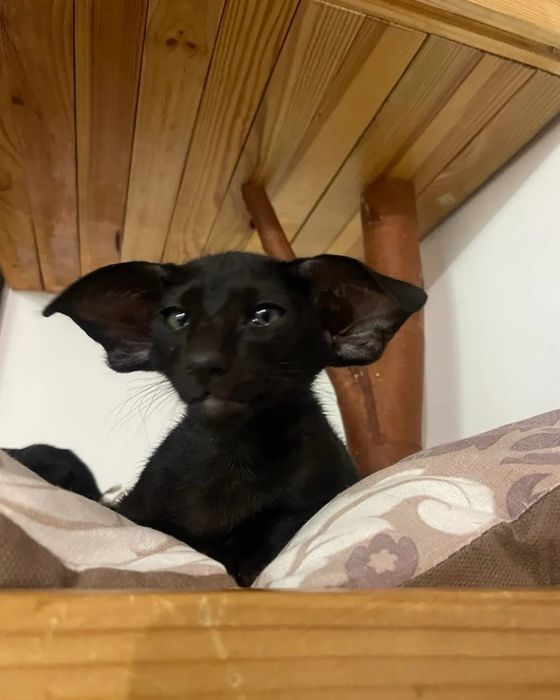 Ориентальные котята экстримального типа