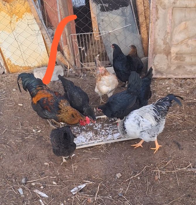 Продам молодого петуха