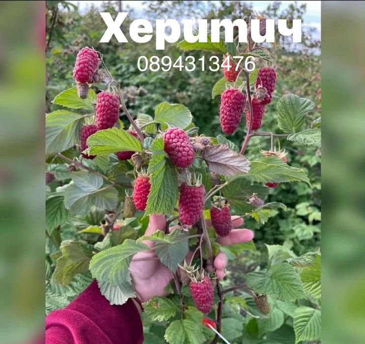 Разсад ягоди малини къпини