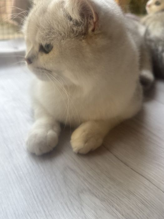 Вязка чистокровный британский серебристый шиншилла !!!