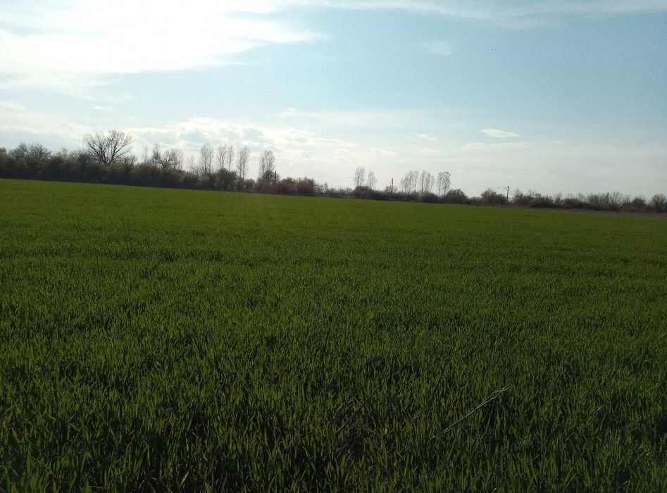 Продава се Земеделски имот в Пловдив, Каменица 1 -  кв.м за 28572 €/дка - Снимка #6