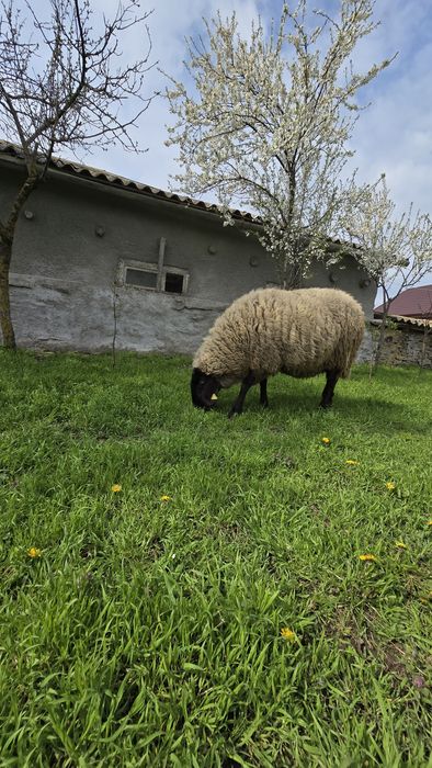 Vând 5 oi și 1 berbec