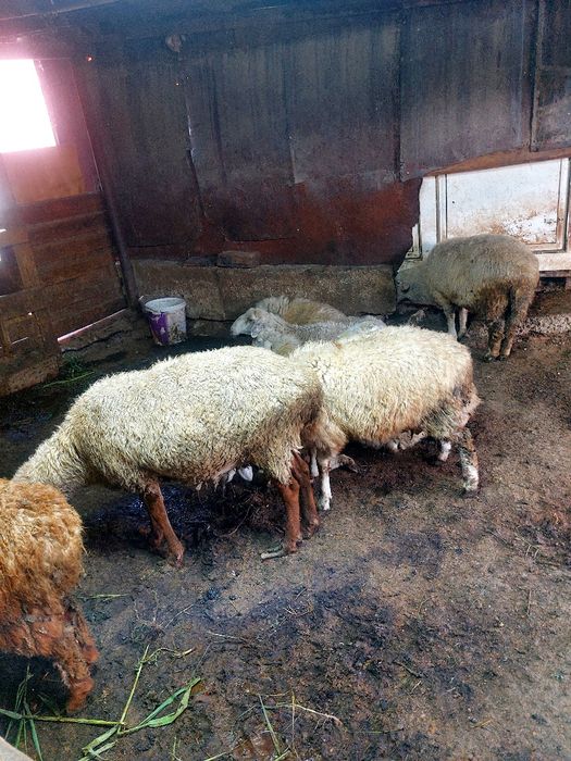 Продам баранов   разной породы