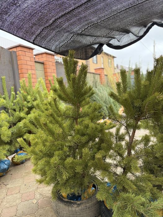 туи , можжевельники , сосны , тополя