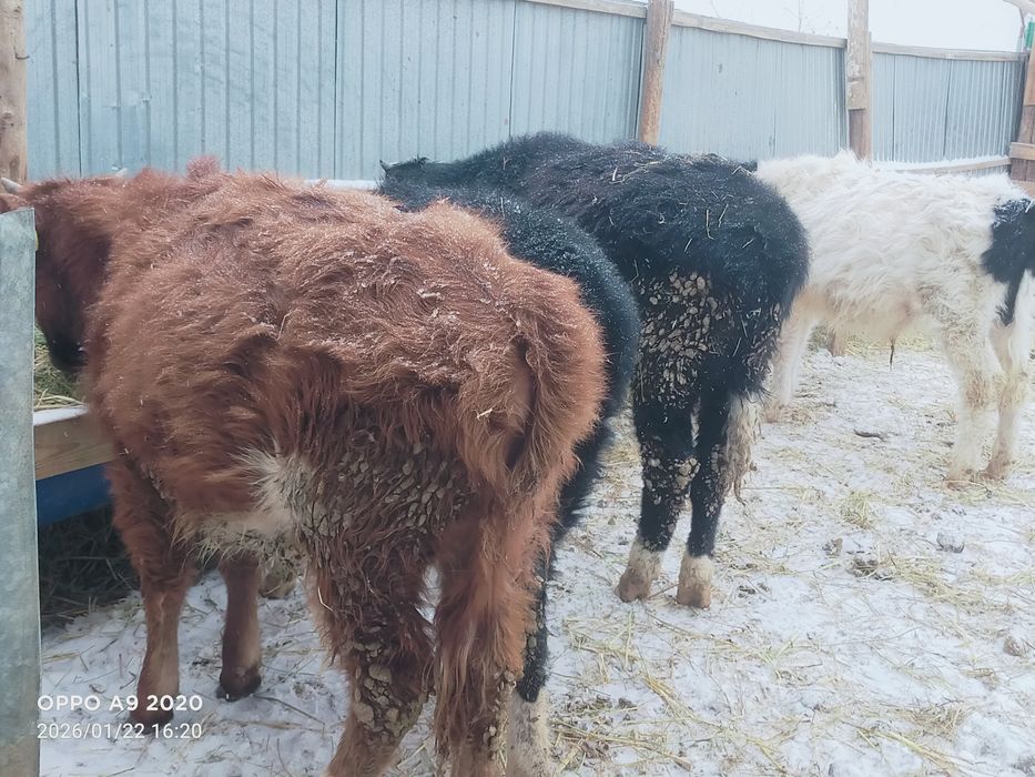 Баспактар сатылады