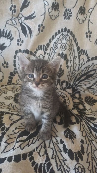Котята даром в добрые руки