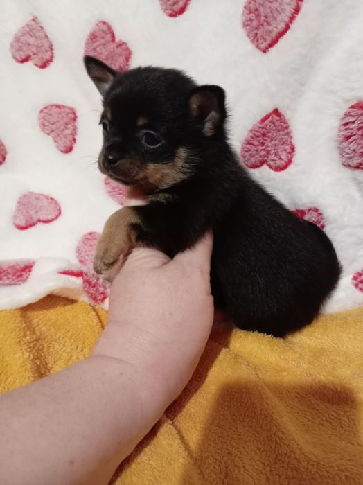 Продам щенка шпице тоя