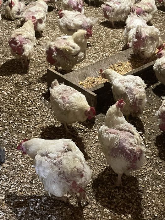 Gaini de carne de vanzare 35 lei buc