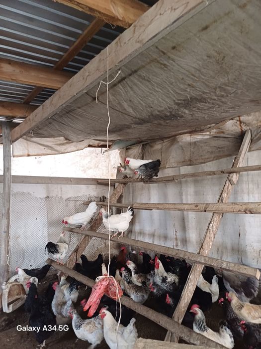 Тауык жумырткасы