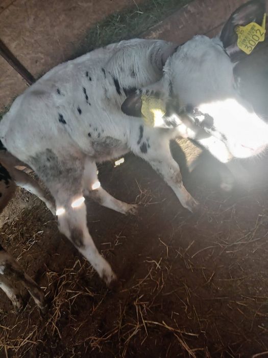 Vând viţei de carne