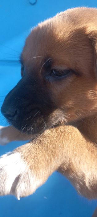 Отдам в добрые руки