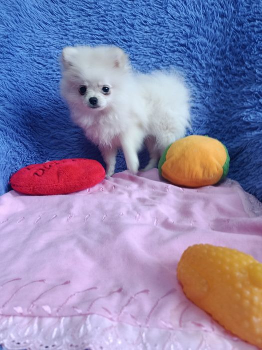 Немецкий цверг шпиц