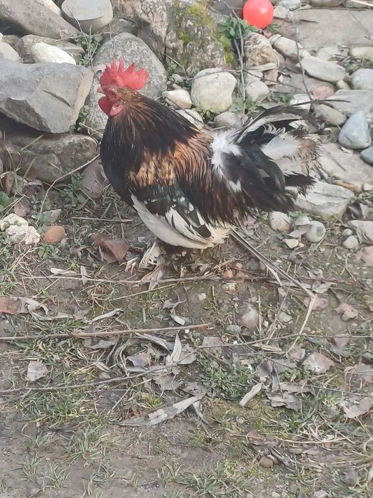 Cocoș american de casa