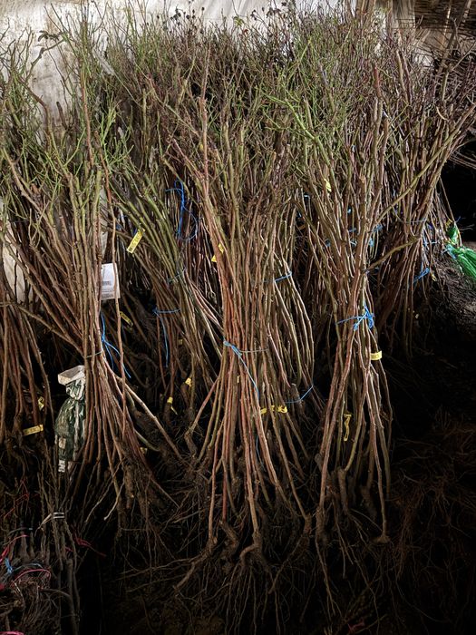 Trandafiri Pomișor EN-GROS (nu trimitem prin curier)