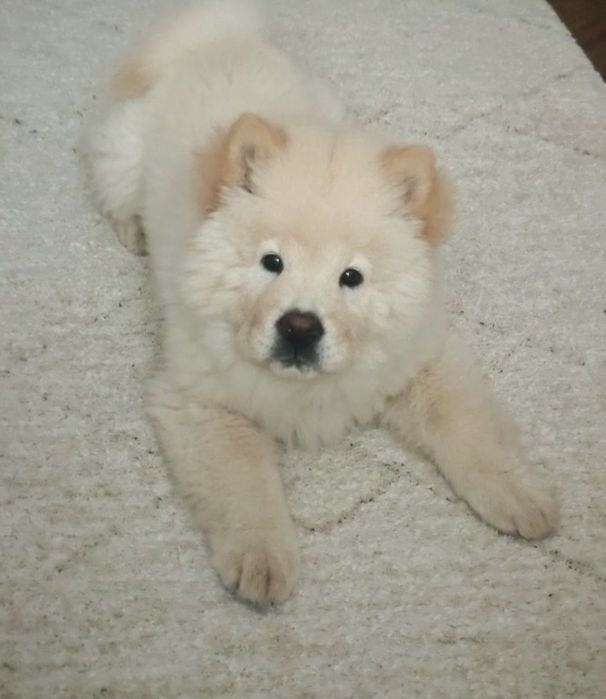 Femela 5luni chow chow
