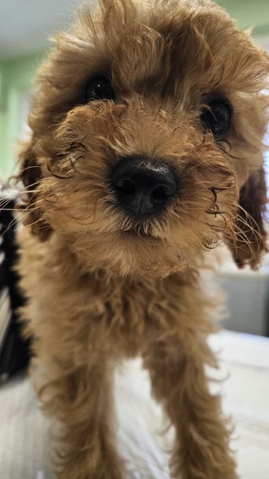 Средно женско пуделче априкот/червено