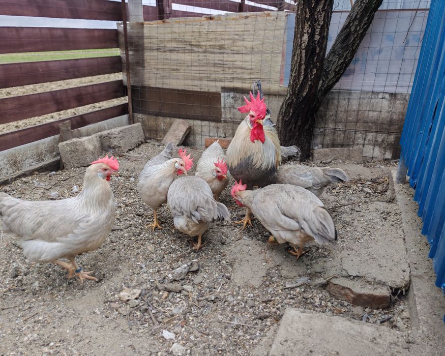 Ouă pt incubat italiana perlată