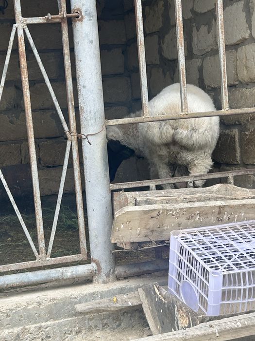 Кошкар сатылады семіз
