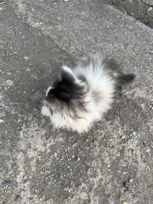Отдам котят вислоухов
