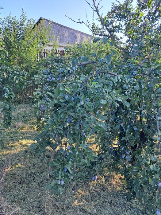 Vînd prune de țuică