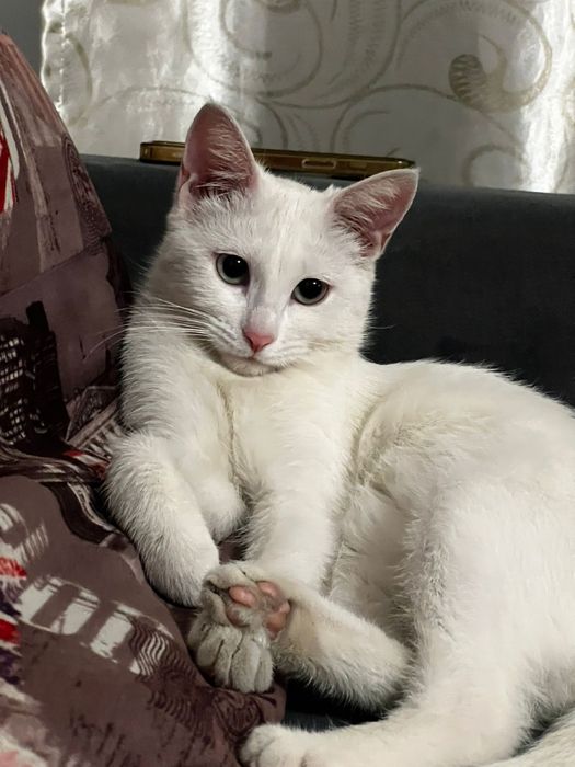 Кошечка, 2годика