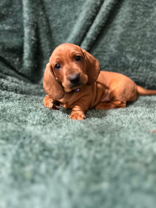 Femela teckel cu Pedigree FCI