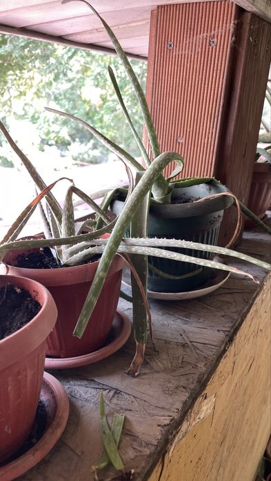 Алоэ вера домашнее расстение