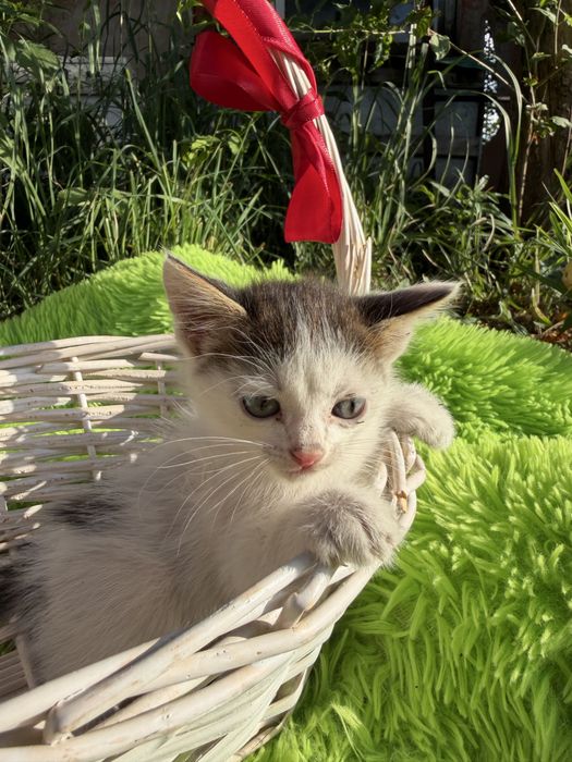 Котята мальчики