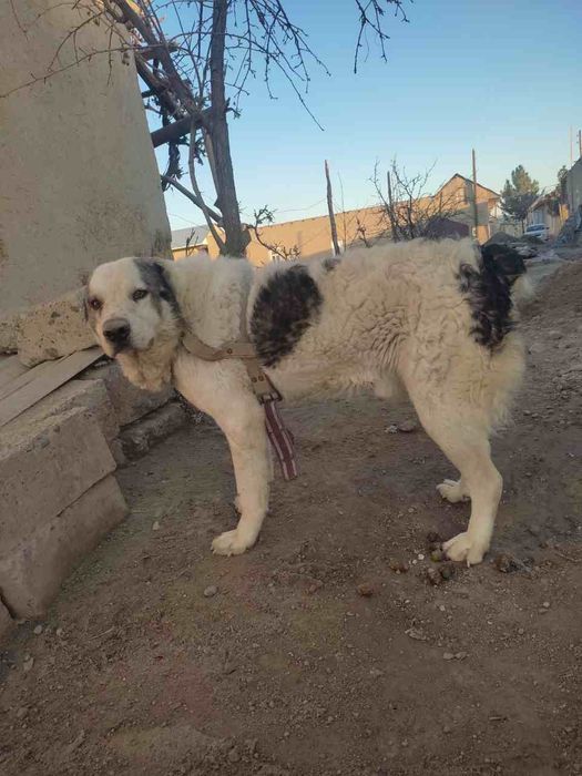 Alabay zotli it sotiladi