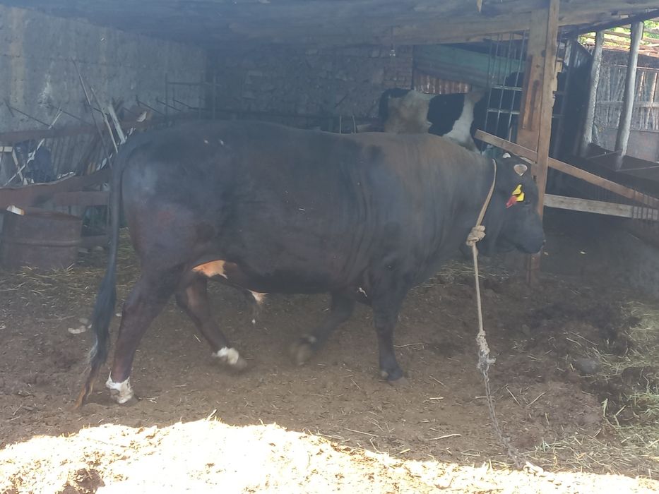 Отличный Бык продам