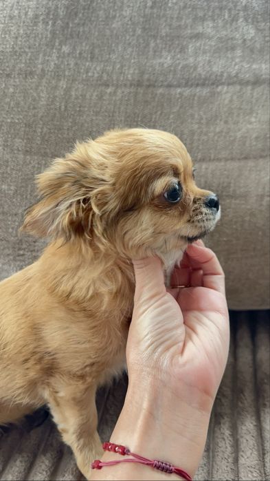 Чудесный мальчишка чихуахуа с полным пакетом документов