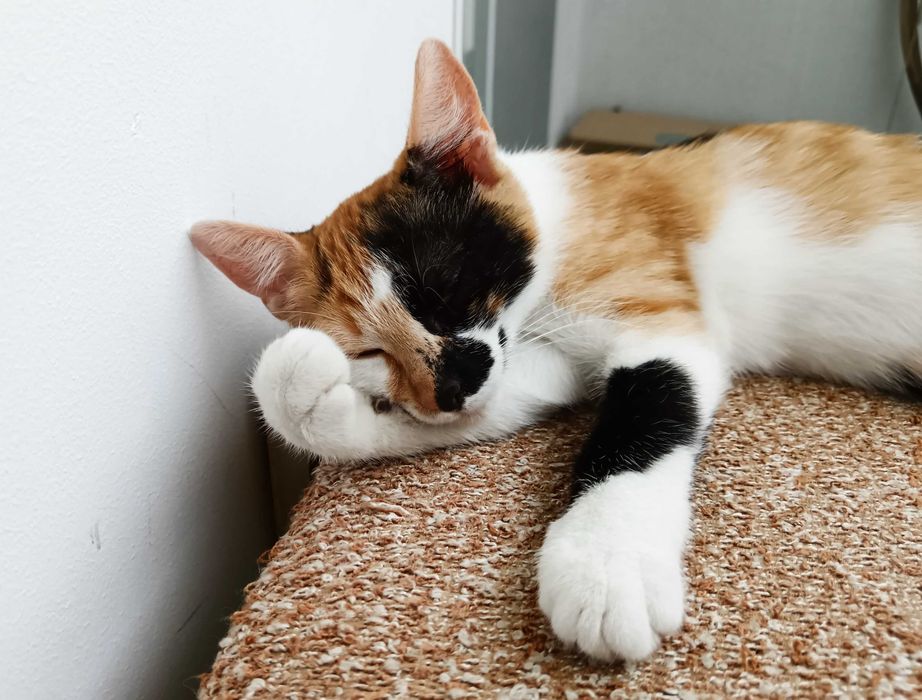 Подарявам малко котенце/ Kleine Katze zu verschenken