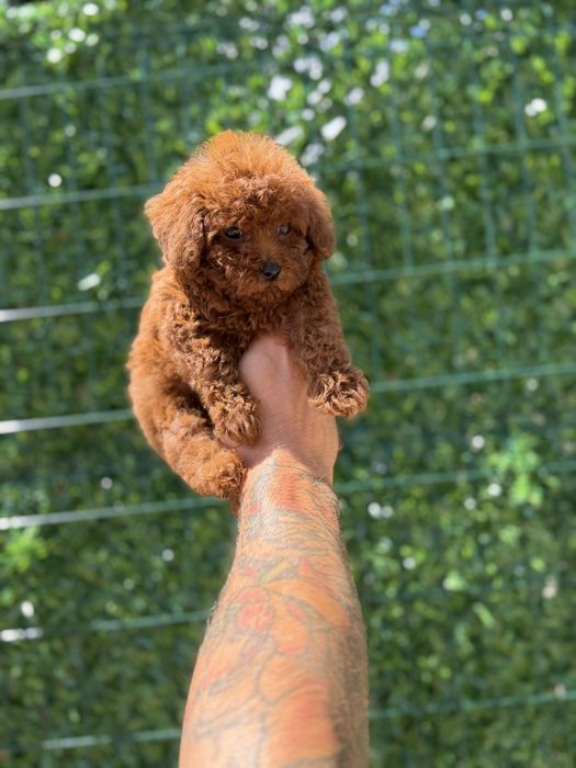 Пудел Той/Poodle Toy