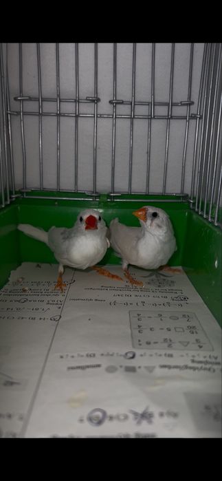 Амадинка Амадин Amadinka Amadin