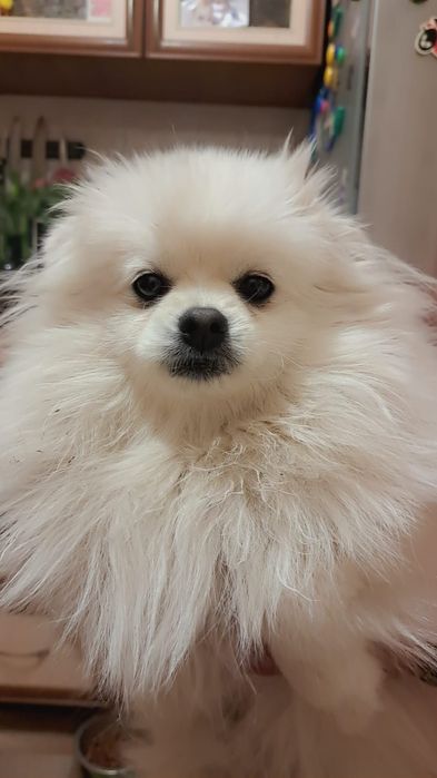 Продаём Померанского шпица