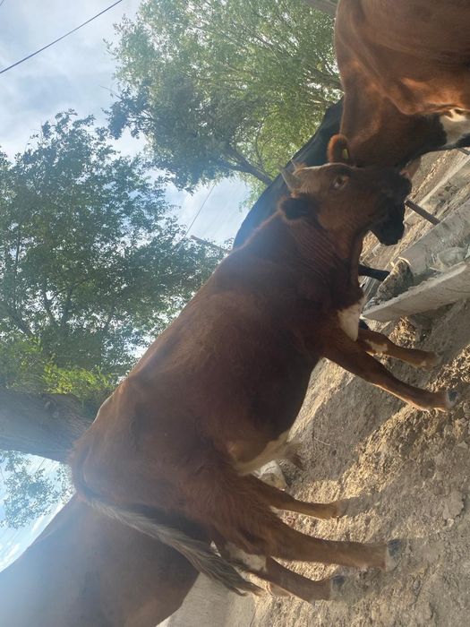 Қармақшы ауд, төребаи би аул