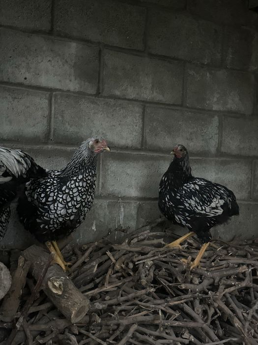 Петушки молодые виандонт серебро
