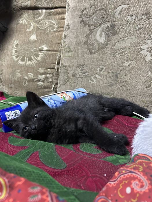 Отдаю котят в добрые руки
